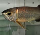 Asian Arowana In An Aquarium Photo By: Whologwhy Https://Creativecommons.org/Licenses/By-Sa/2.0/