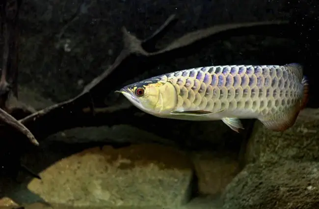 Arowana Photo by: Mohd Fazlin Mohd Effendy Ooi https://creativecommons.org/licenses/by-sa/2.0/