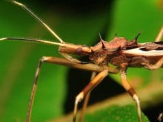 Closeup of an Assassin Bug