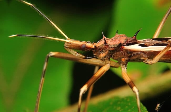 Closeup of an Assassin Bug
