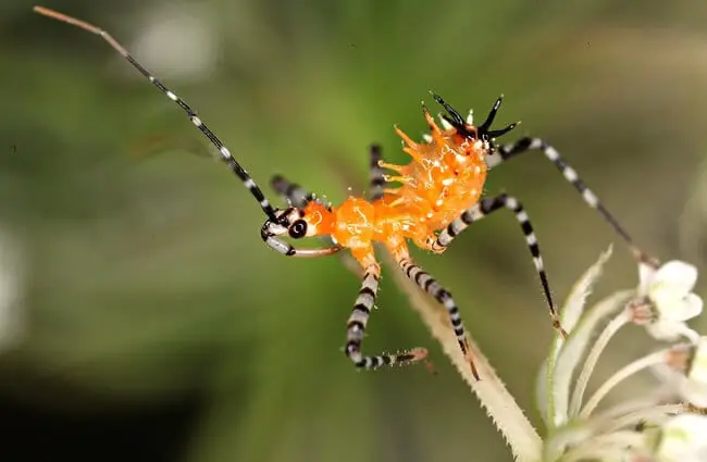 This assassin bug nymph does not yet dislplay wing buds Photo by: John Flannery https://creativecommons.org/licenses/by-sa/2.0/