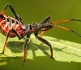 Assassin Bug Nymph Transforming Into Adult Formphoto By: John Flanneryhttps://Creativecommons.org/Licenses/By-Sa/2.0/