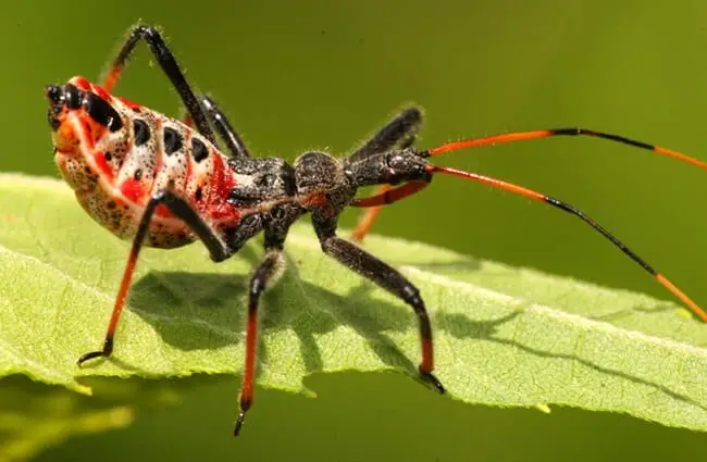 Assassin bug nymph transforming into adult formPhoto by: John Flanneryhttps://creativecommons.org/licenses/by-sa/2.0/