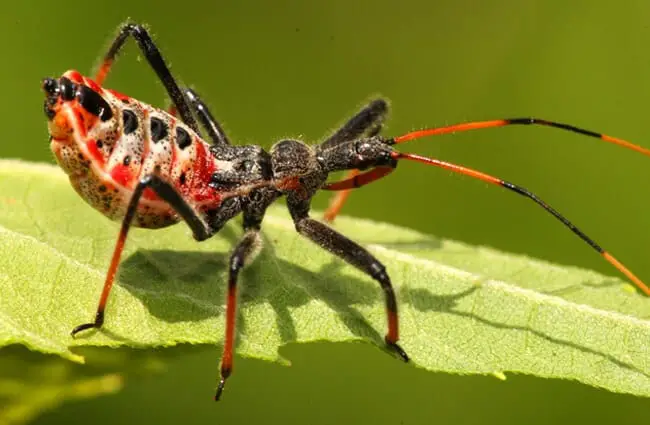 Assassin Bug Description Habitat Image Diet And Interesting Facts Assassin Bug Description Habitat Image Diet And Interesting Facts