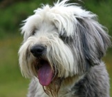 Portrait Of A Grey And White Bearded Collie