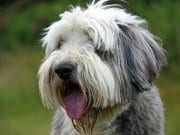 Portrait of a grey and white bearded collie