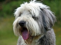 Portrait of a grey and white bearded collie