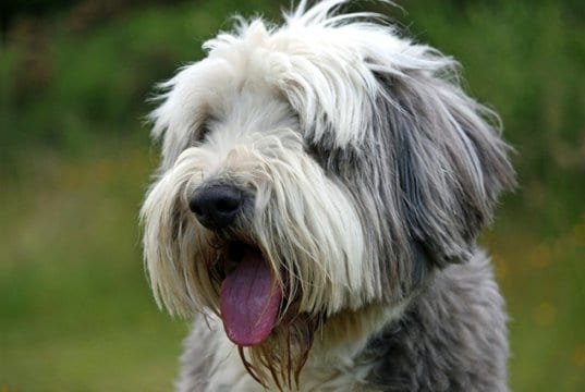Portrait of a grey and white bearded collie