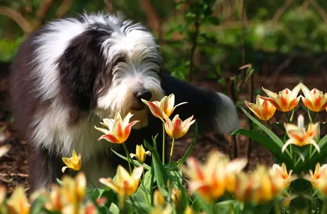 Beautiful bearded collie smelling the lillies