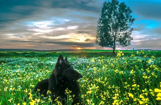Черная бельгийская овчарка в поле цветов