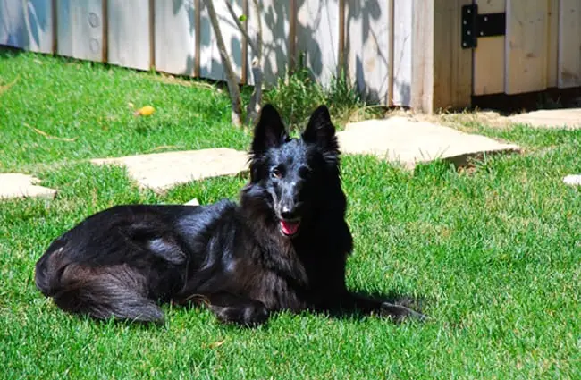 Beautiful black Belgian Sheepdog lounging in the sun Photo by: PhilcoFord https://creativecommons.org/licenses/by-sa/2.0/