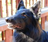 Black Belgian Sheepdog Waiting For A Treatphoto By: Philcofordhttps://Creativecommons.org/Licenses/By-Sa/2.0/