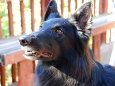 Black Belgian Sheepdog waiting for a treatPhoto by: PhilcoFordhttps://creativecommons.org/licenses/by-sa/2.0/
