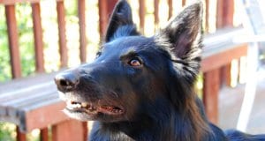 Black Belgian Sheepdog waiting for a treatPhoto by: PhilcoFordhttps://creativecommons.org/licenses/by-sa/2.0/