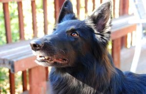 Black Belgian Sheepdog waiting for a treatPhoto by: PhilcoFordhttps://creativecommons.org/licenses/by-sa/2.0/