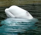 水の上に彼の頭を持つ美しいベルーガクジラ