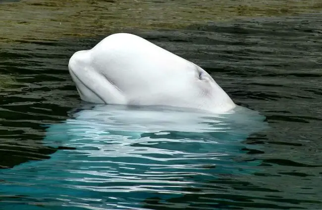 水の上に彼の頭を持つ美しいベルーガクジラ