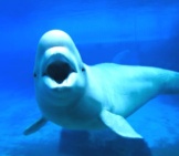 水族館の白いベルーガクジラの写真：（C）Lienkie Www.fotosearch.com