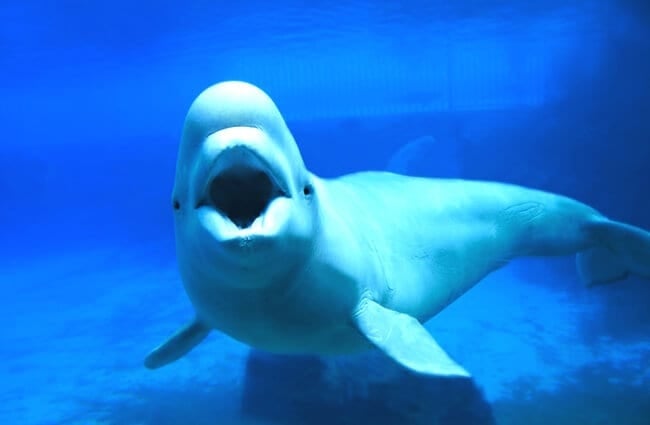 수족관에서 흰 벨루가 고래 사진:(기음)사진 검색.컴