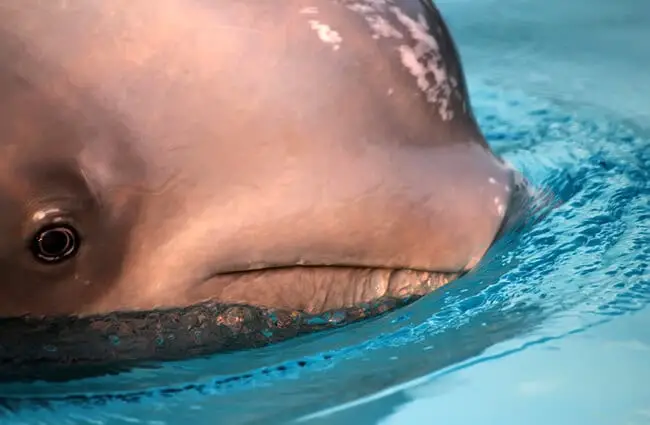 벨루가 고래의 얼굴 사진의 울트라 근접 촬영:www.fotosearch.com
