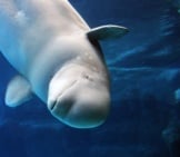 透明な青い水で遊んでいるベルーガクジラ写真:(C)Krystof Www.fotosearch.com