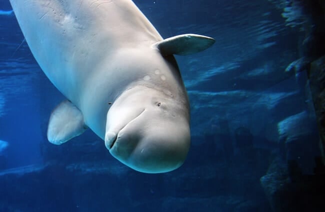 Beluga whale spelar i klarblått vattenfoto av: (c) krystof www.fotosearch.com
