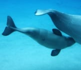 Baby Beluga Balena Nuotare Con Sua Madre Foto: (C) Krystof Www.fotosearch.com
