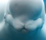 Zbliżenie wieloryba Beluga Zdjęcie: (C) Dejavudesigns Www.fotosearch.com