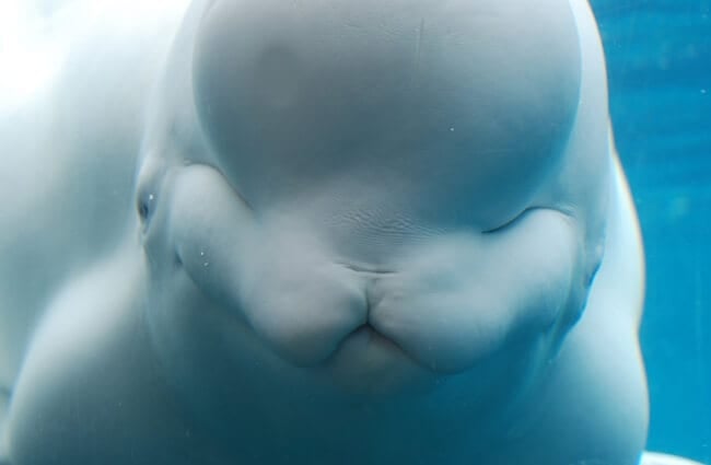 Foto de cerca de una ballena Beluga Hecha por: (c) DejaVuDesigns www.fotosearch.com
