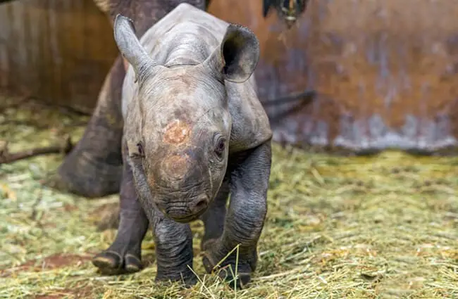 Baby black rhino Photo by: Olmoti https://creativecommons.org/licenses/by-sa/2.0/