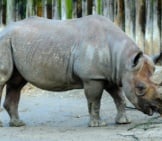 Black Rhino In A Zoo Setting
