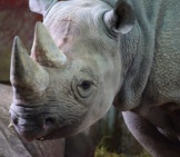 Closeup Of A Black Rhino