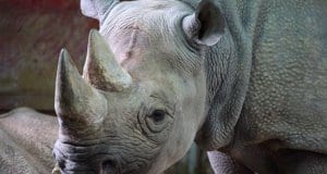Closeup of a black rhino