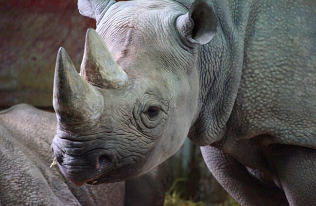 Black Rhino - Description, Habitat, Image, Diet, and Interesting Facts