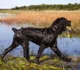 Black Russian Terrier Playing Fetch At The Lake Photo By: (C) Vivienstock Www.fotosearch.com