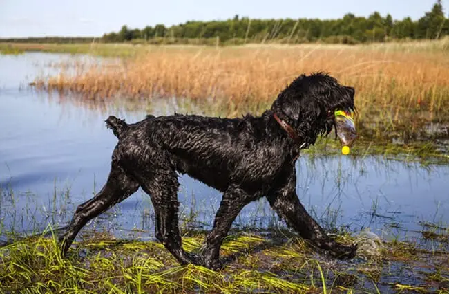 Black Russian Terrier playing fetch at the lake Photo by: (c) vivienstock www.fotosearch.com