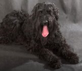 Portrait Of A Black Russian Terrier (Also Called &Quot;Stalin&#039;S Dog&Quot;) Photo By: (C) Artsilense Www.fotosearch.com