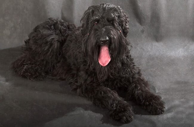 Portrait of a Black Russian Terrier (also called &quot;Stalin&#039;s Dog&quot;) Photo by: (c) artsilense www.fotosearch.com