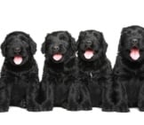 A Litter Of Black Russian Terrier Puppies Photo By: (C) Fotojagodka Www.fotosearch.com