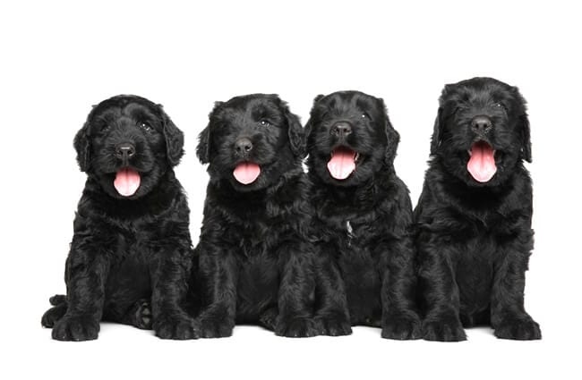 A litter of Black Russian Terrier puppies Photo by: (c) fotojagodka www.fotosearch.com