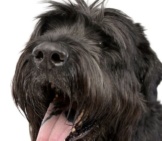 Closeup Of A Black Russian Terrier&#039;S Facephoto By: (C) Vauvau Www.fotosearch.com