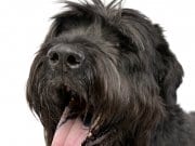 Black Russian Terrier Closeup of a Black Russian Terrier's facePhoto by: (c) vauvau www.fotosearch.com