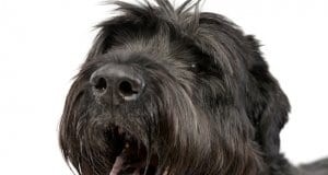Closeup of a Black Russian Terrier's facePhoto by: (c) vauvau www.fotosearch.com