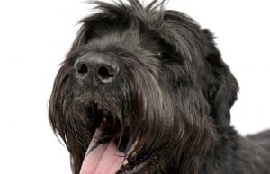 Closeup of a Black Russian Terrier's facePhoto by: (c) vauvau www.fotosearch.com