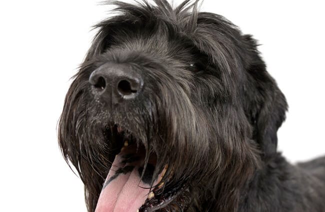 how do you groom black russian terrier