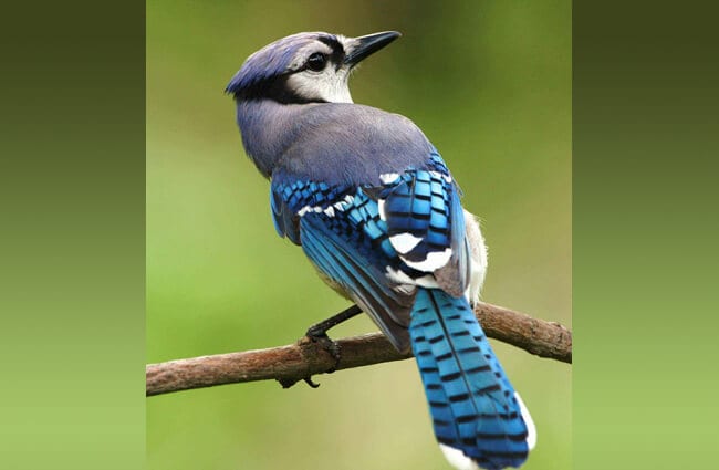 Stock photo of Blue Jay (Cyanocitta cristata) calling while flying, Texas.  Available for sale on