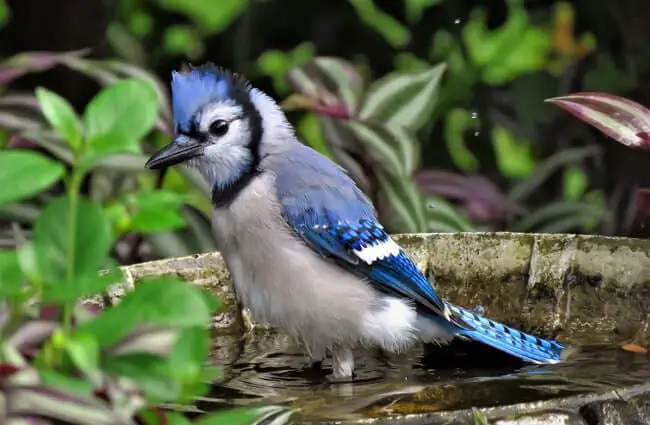 Beautiful blue jay bathing in a bird bath