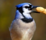 Blue Jay With A Prize - A Peanut!