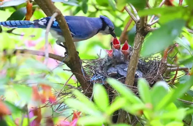 Blue Jay feeding her chicks