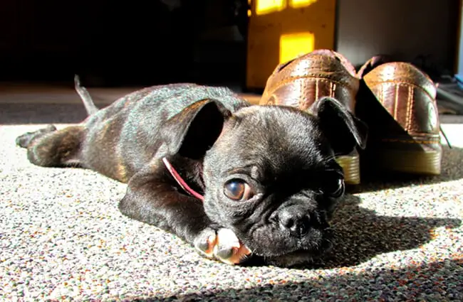 Boston Terrier puppy